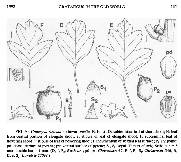 Crataegus monogyna o suo ibrido (C. x media)
